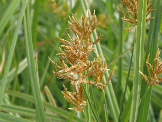 Cyperus esculentus